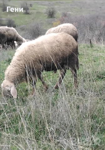 Домашно овче сирене 