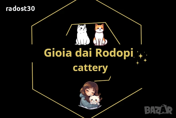 Британски златни чинчили и колърпойнти с родословие, снимка 1