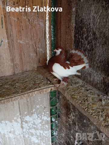 продавам гълъби