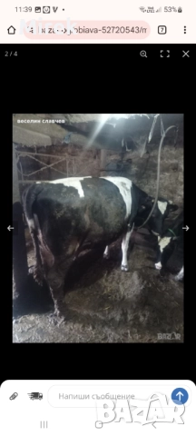 измама, снимка 2 - Коне - 52811465