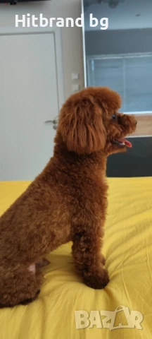 Той Пудел за разплод , снимка 3 - Търси партньор - 50954525
