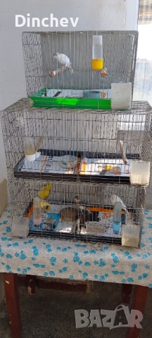 Канари 50лв, снимка 1