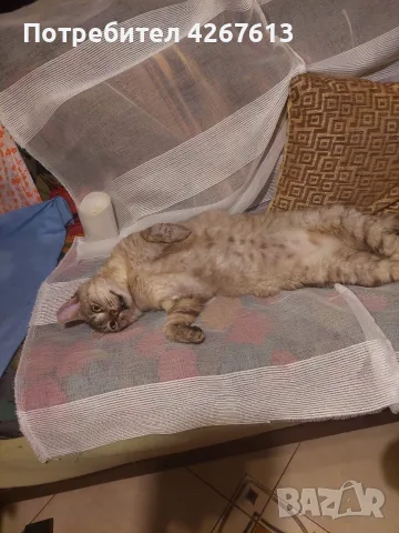 Сив Таби котарак търси дом, снимка 7 - Други - 55970428