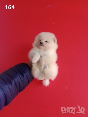 Померан. Реални снимки от 12.02.26 г.Померани., снимка 11 - Померан - 53035164