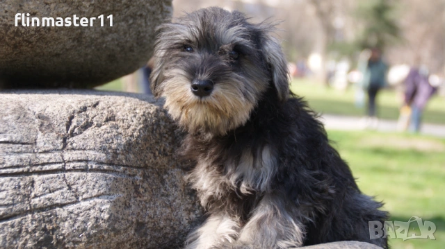 Мини шнауцер, снимка 3 - Други - 54112300