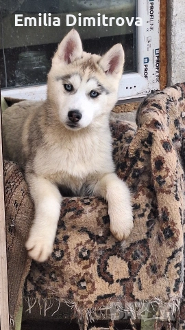 сърпродавам Сибирски Хъскита и Аляски маламут на 3 месеца 