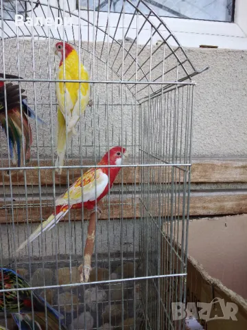 Продавам розели и пойни папагали, снимка 3 - Папагали - 44016654