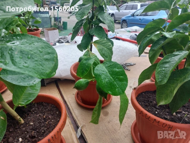 Лимони - лимонови дръвчета, снимка 11 - Градински цветя и растения - 51309881