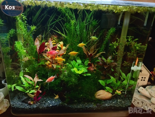Аквариум комплект , снимка 2 - Аквариуми - 53223414