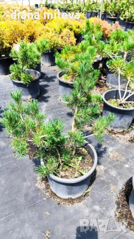  Pinus Mugo Mughus, Клек, снимка 5 - Градински цветя и растения - 40696492