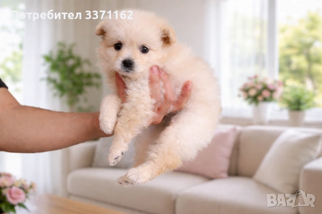 Померанче момиче, снимка 3 - Померан - 54157017