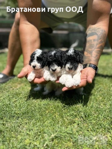 Той Пудели парти разцветка с родословие , снимка 4 - Пудели - 50875907