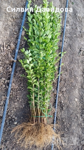 0.70 лв. Лигуструм на корен, снимка 7 - Градински цветя и растения - 52405753