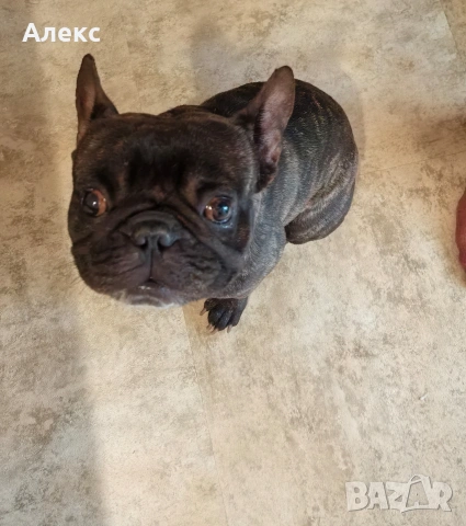 Френски булдог на 3 години, снимка 5 - Други - 54364241