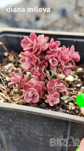 Седум Горски Пожар, Sedum SunSparkler Wildfire , снимка 12 - Градински цветя и растения - 49936159