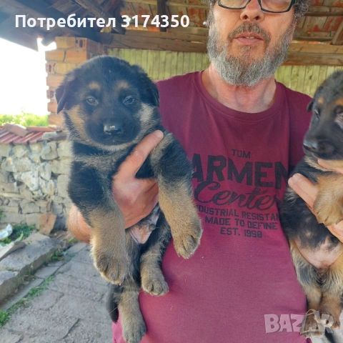 НЕМСКА ОВЧАРКА 