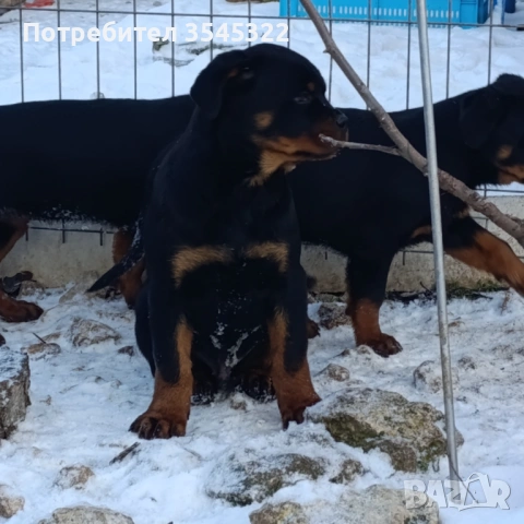 Ротвайлер , снимка 2 - Ротвайлер - 53134218