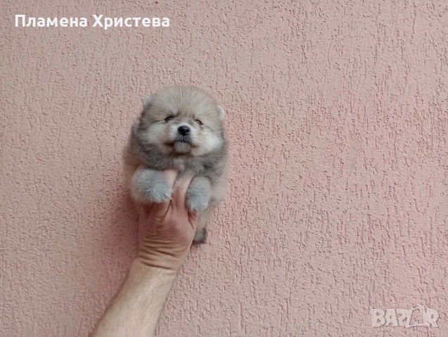 Померани. Реални снимки от днес !, снимка 2 - Померан - 54020046