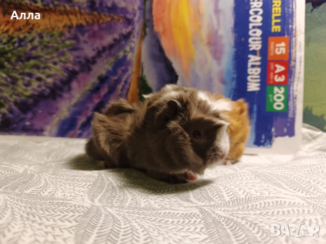 Малки морски свинчета, снимка 3 - Морски свинчета - 53875539