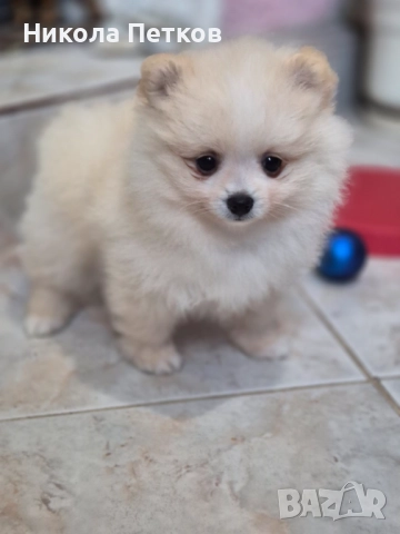 Померан , снимка 3 - Померан - 52790450