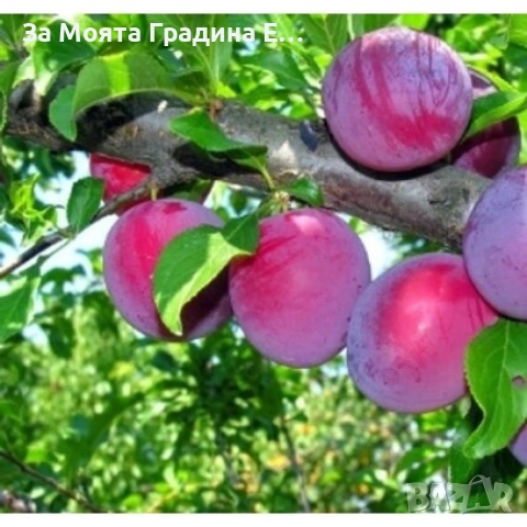 Слива - Анджелино, снимка 5 - Градински цветя и растения - 52529954