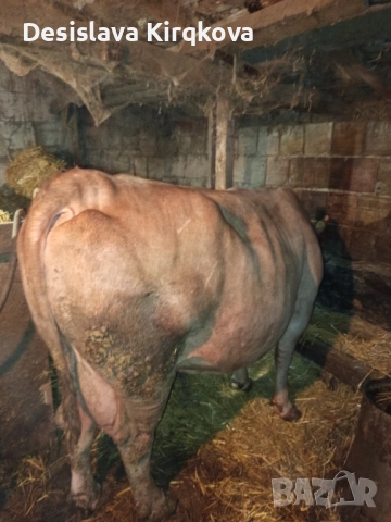 Продавам червена месодайна крава 