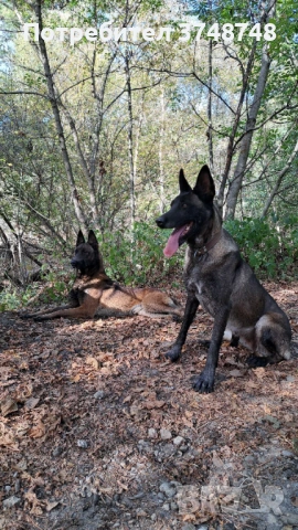 Белгийска малниоа , снимка 3 - Белгийска овчарка - 53931406