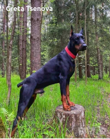 Чистокръвни доберманчета, снимка 9 - Доберман - 52678560