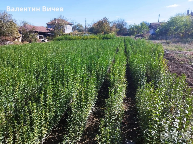 Лигуструм Овалифолиум - Жив - плет (0.70) за 1бр., снимка 5 - Разсади - 51439199