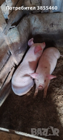 Малки прасета бяла българка, снимка 2 - Други животни - 53056217
