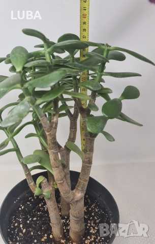 Дървото на живота/ Красула/, снимка 7 - Стайни растения - 46297125