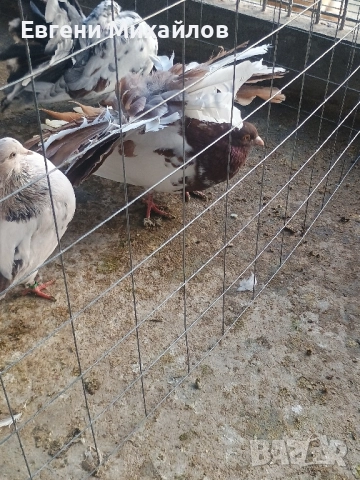 Фенерлии , снимка 5 - Гълъби - 52369192