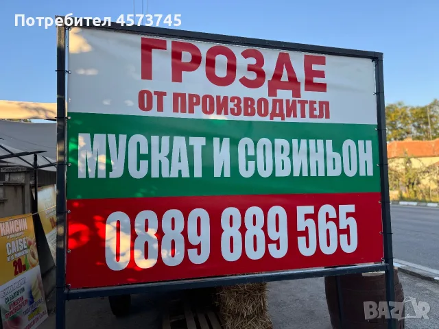 Грозде Мускат и Совиньон от производител, снимка 5 - Градински цветя и растения - 55852622