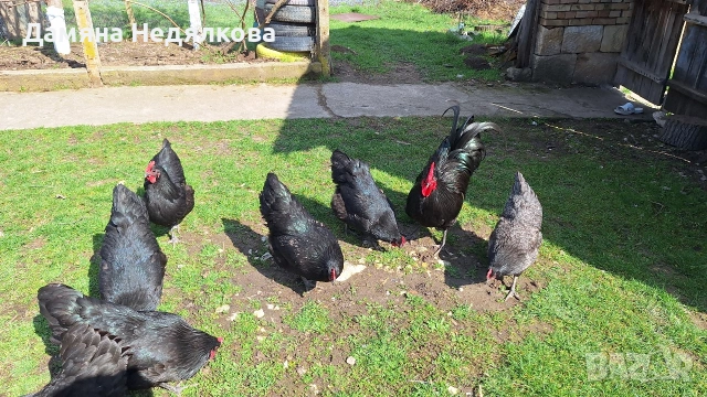 Разплодни яйца от австралорп , снимка 2 - Кокошки и пуйки - 54047072