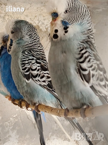 Продавам различни видове папагали, снимка 5 - Папагали - 54180718