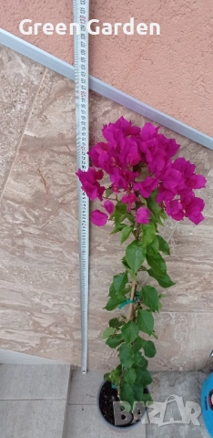 Бугенвилия Лилава , снимка 3 - Градински цветя и растения - 52360010