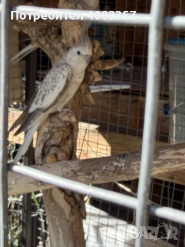 Папагал “Корели “🦜, снимка 3 - Папагали - 56214731