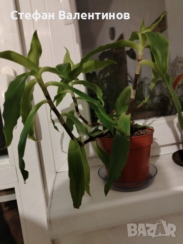 Ароматна кализия- стайно растение с множество лечебни свойства , снимка 2 - Градински цветя и растения - 51869482