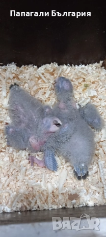 Работна двойка Патагонски Папагали, снимка 2 - Папагали - 51790104