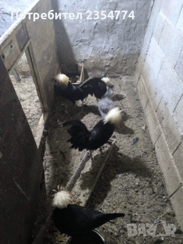 холандска качулата, снимка 6 - Кокошки и пуйки - 54058623