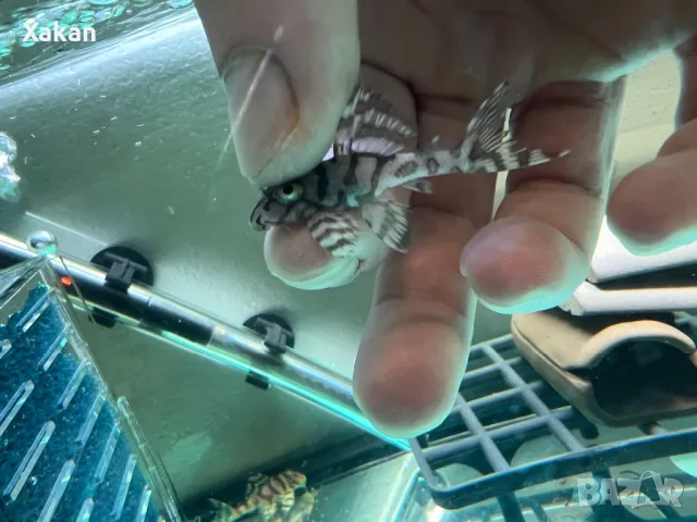 L 236 SW и SY 4.5-5.5см, снимка 4 - Рибки - 50275847