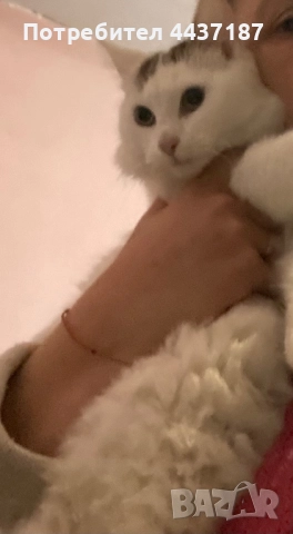 Котета, снимка 4 - Други - 52475454