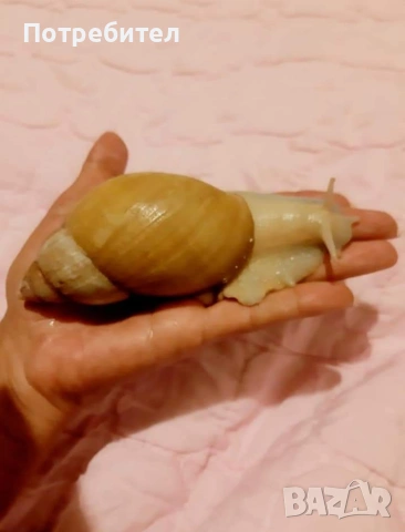 гигантски охлюви