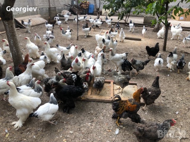 Колумбийска Брама , снимка 11 - Кокошки и пуйки - 42568589