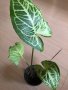 Syngonium Batik , снимка 1 - Стайни растения - 42693241