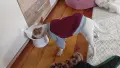 чихуахуа мини мъжки , снимка 5