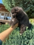 Мини померани , снимка 9