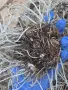 Едри и средни луковици на 4 цвята кали, снимка 7