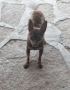 Чихуа пинчер , снимка 4