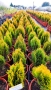 Източната туя Ауреа Нана, Thuja orientalis ‘Aurea Nana’, снимка 12